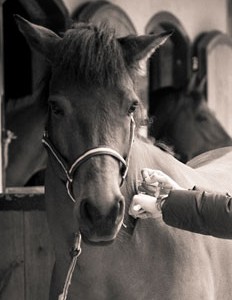 LA GRIPPE EQUINE – PROTOCOLES OFFICIELS DE VACCINATION