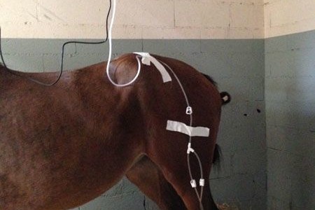 La V.A.C : Une avancée considérable dans le traitement des plaies graves chez le cheval