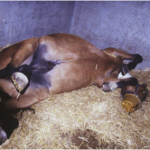 Cheval collique