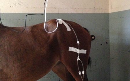 La V.A.C : Une avancée considérable dans le traitement des plaies graves chez le cheval