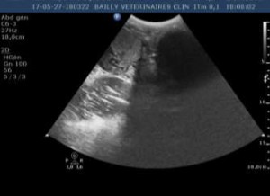 Image 1 : image échographique du scrotum montrant une anse digestive (à droite) à côté du testicule droit (à gauche)