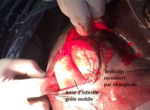 Photo 2 : visualisation de l’anse intestinale herniée à côté du testicule après incision du scrotum.