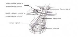 Schéma 1 : vue latérale du canal inguinal normal, du testicule droit et du scrotum 