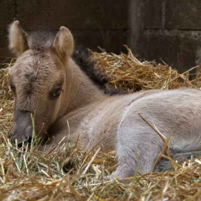 reproduction-equine