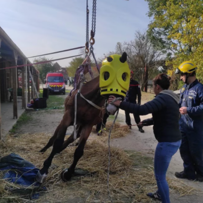 urgences equines